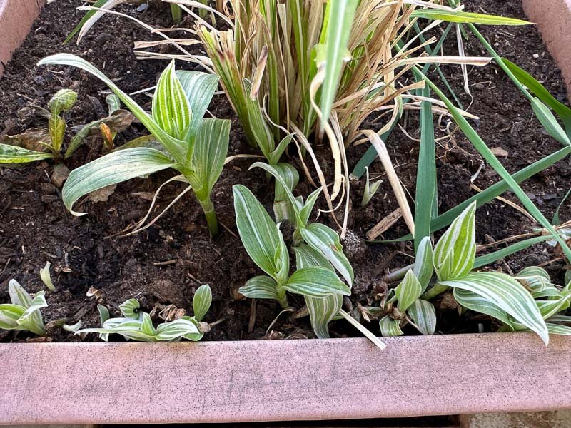 Tradescantia albiflora 'Albo-vittata' au début du printemps sur mon balcon parisien, Paris 19e (75)