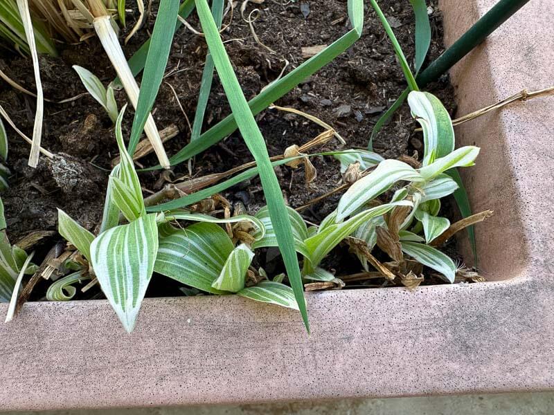 Tradescantia albiflora 'Albo-vittata' au début du printemps sur mon balcon parisien, Paris 19e (75)