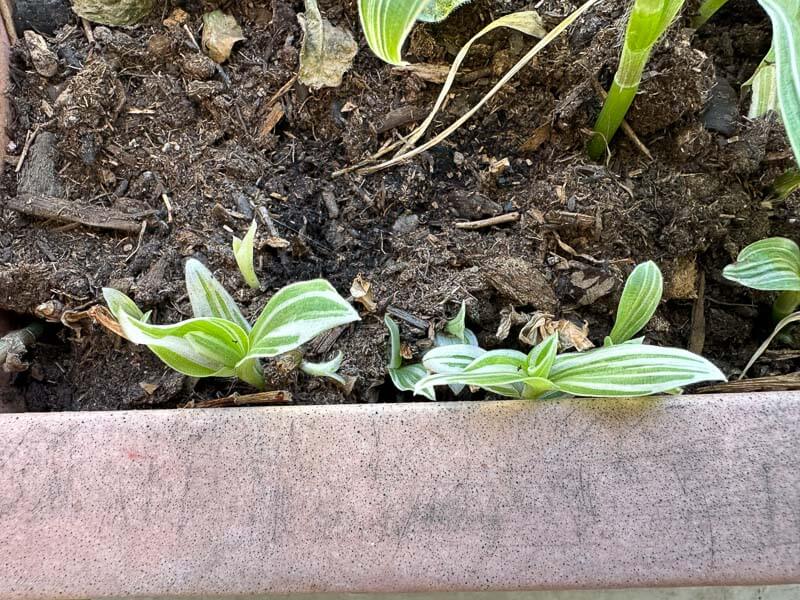 Tradescantia albiflora 'Albo-vittata' au début du printemps sur mon balcon parisien, Paris 19e (75)