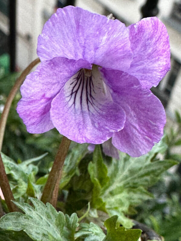 Viola 'Silver Samouraï' au début du printemps sur mon balcon parisien, Paris 19e (75)