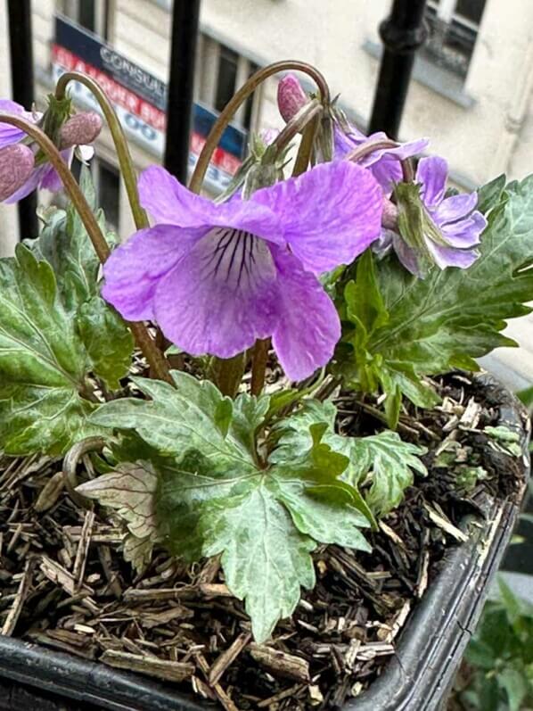 Viola 'Silver Samouraï' au début du printemps sur mon balcon parisien, Paris 19e (75)