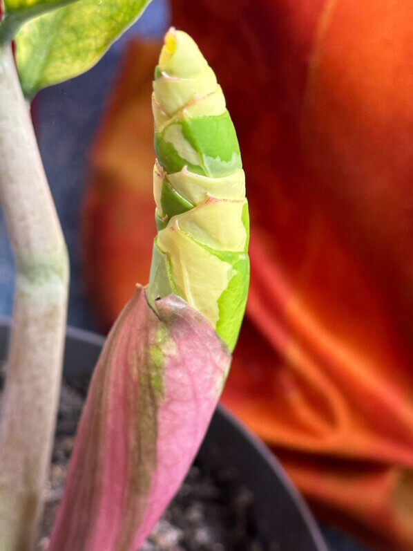 Lire la suite à propos de l’article Nouvelle feuille de mon Zamioculcas à feuillage panaché