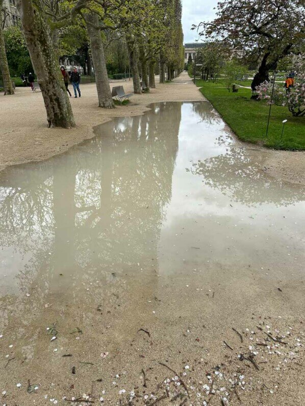 Grande flaque d'eau au printemps dans le Jardin des plantes, Paris 5e (75)