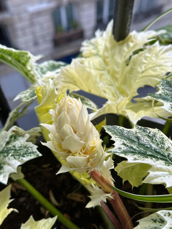 Acanthus mollis ‘Tasmanian Angel’ au printemps sur mon balcon parisien, Paris 19e (75)