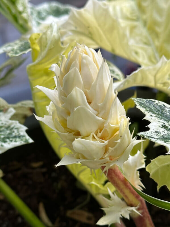 Acanthus mollis ‘Tasmanian Angel’ au printemps sur mon balcon parisien, Paris 19e (75)