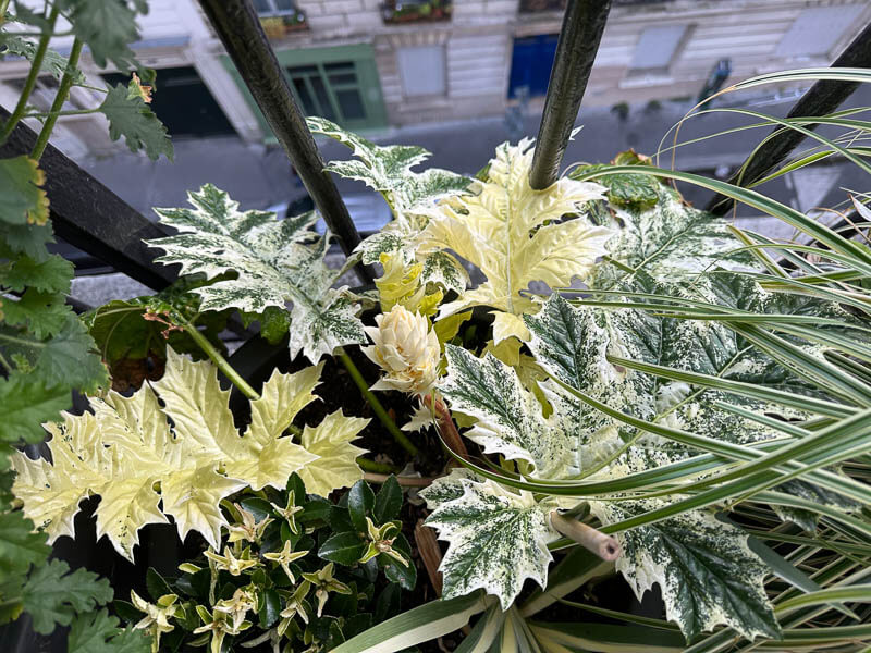 Acanthus mollis ‘Tasmanian Angel’ au printemps sur mon balcon parisien, Paris 19e (75)