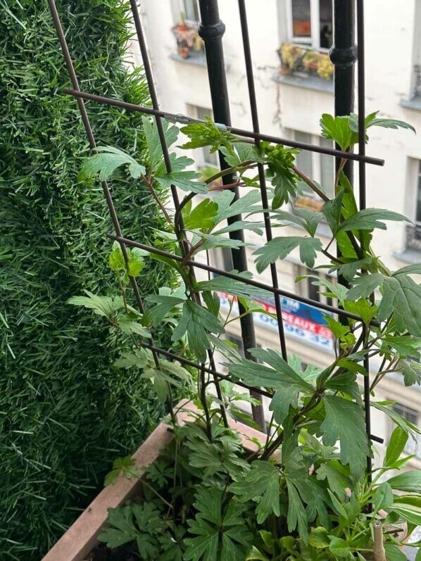 Aconitum austroyunnanense au printemps sur mon balcon parisien, Paris 19e (75)