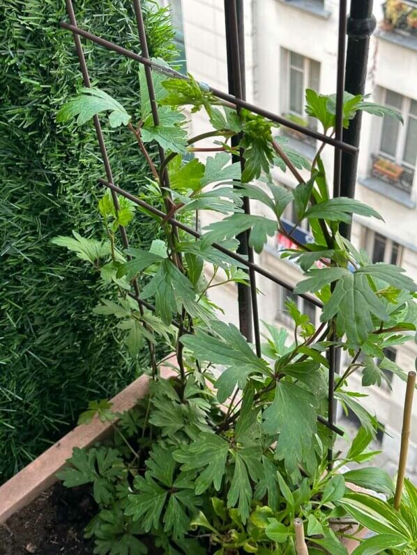 Aconitum austroyunnanense au printemps sur mon balcon parisien, Paris 19e (75)