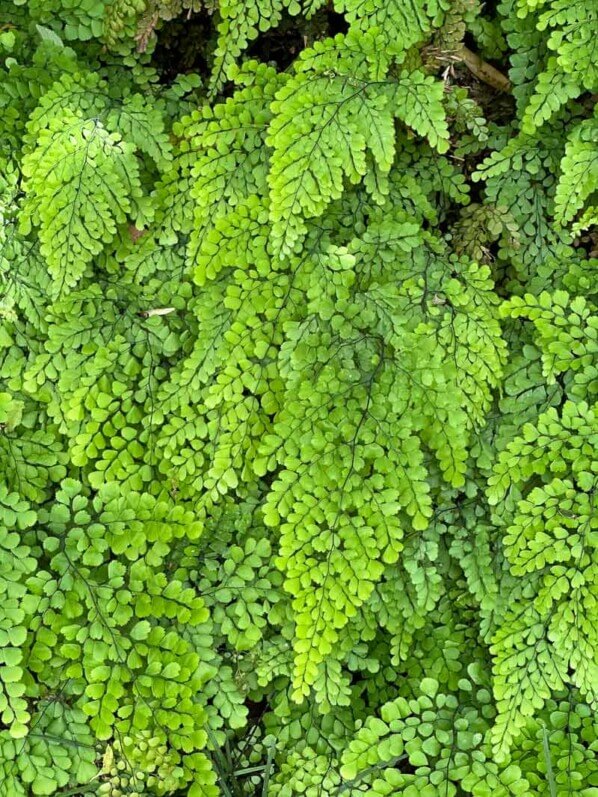 Lire la suite à propos de l’article La capillaire élégante (Adiantum venustum), couvre-sol pour l’ombre