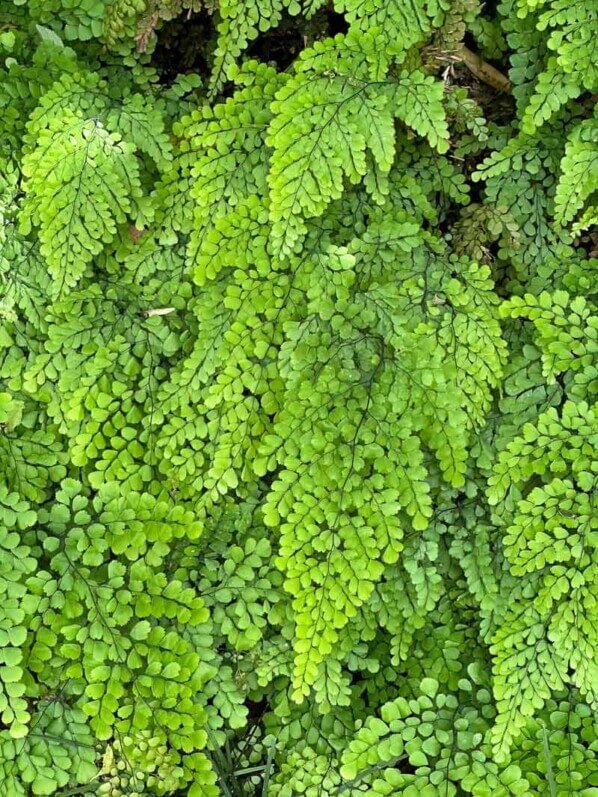 Adiantum venustum, fougère, Festival international des jardins, Domaine de Chaumont-sur-Loire, Chaumont-sur-Loire (41)