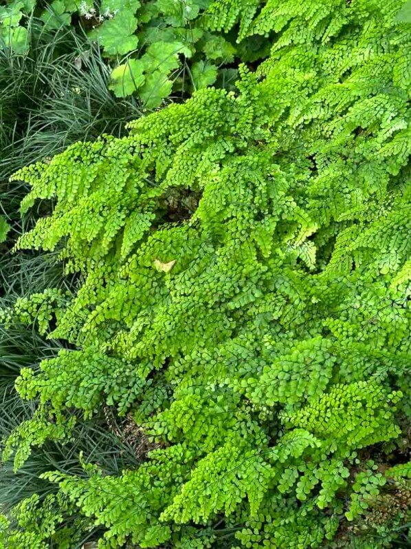 Adiantum venustum, fougère, Festival international des jardins, Domaine de Chaumont-sur-Loire, Chaumont-sur-Loire (41)