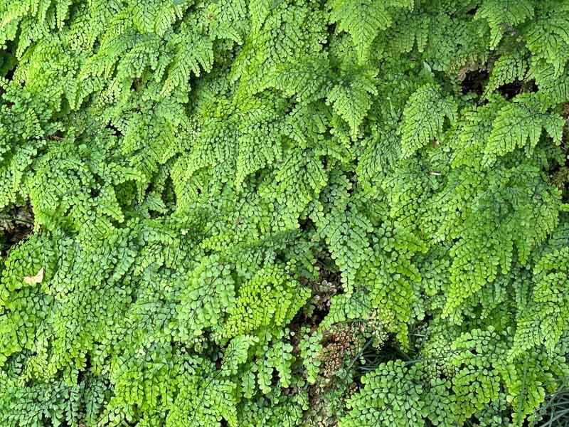 Adiantum venustum, fougère, Festival international des jardins, Domaine de Chaumont-sur-Loire, Chaumont-sur-Loire (41)