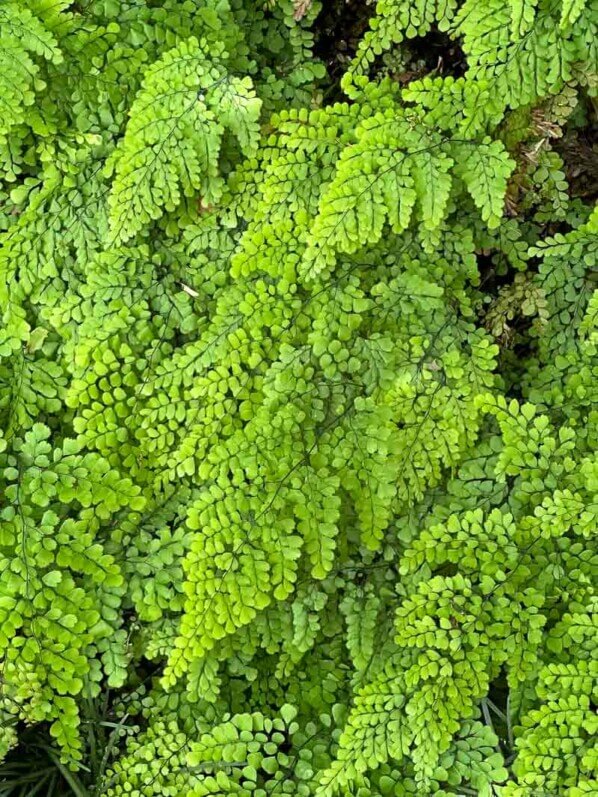 Adiantum venustum, fougère, Festival international des jardins, Domaine de Chaumont-sur-Loire, Chaumont-sur-Loire (41)