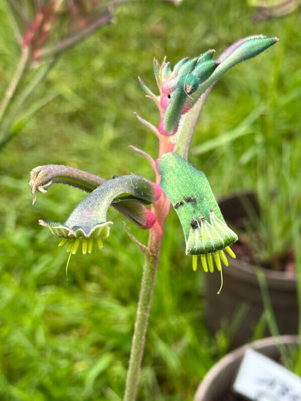 Anigozanthos Célébrations 'Fireworks', Journées des plantes de Chantilly, Domaine de Chantilly, Chantilly (60)