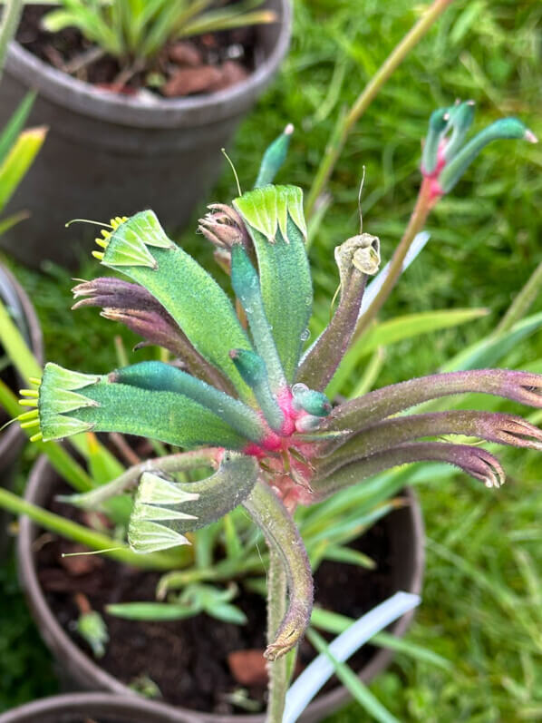 Anigozanthos Célébrations 'Fireworks', Journées des plantes de Chantilly, Domaine de Chantilly, Chantilly (60)