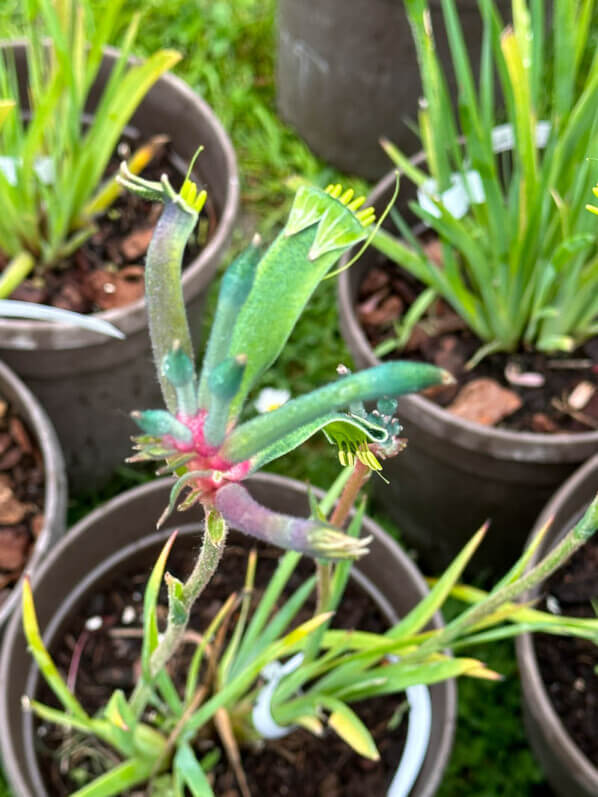 Anigozanthos Célébrations 'Fireworks', Journées des plantes de Chantilly, Domaine de Chantilly, Chantilly (60)