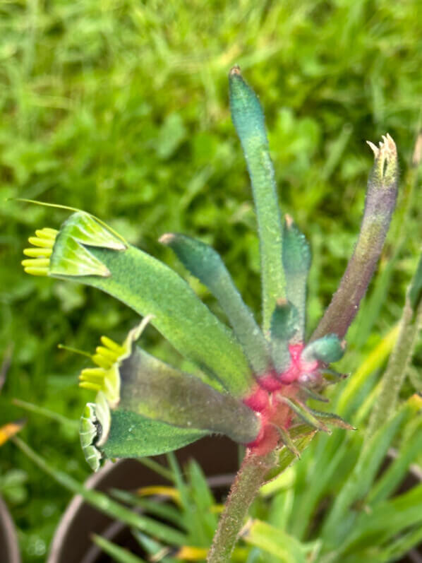 Anigozanthos Célébrations 'Fireworks', Journées des plantes de Chantilly, Domaine de Chantilly, Chantilly (60)