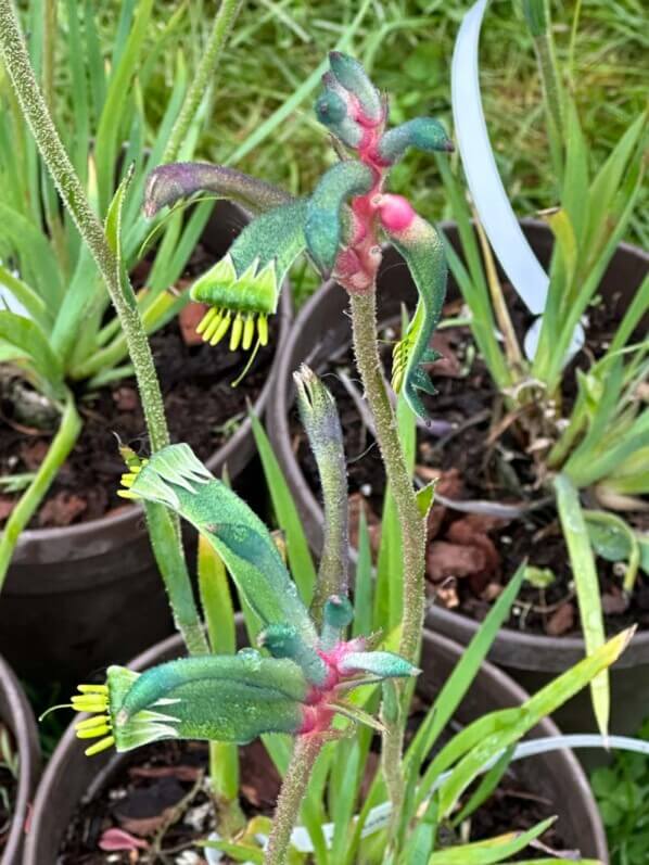 Anigozanthos Célébrations 'Fireworks', Journées des plantes de Chantilly, Domaine de Chantilly, Chantilly (60)