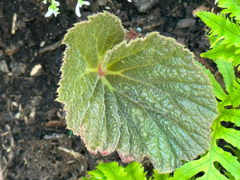 Begonia 'Torsa' au printemps sur mon balcon parisien, Paris 19e (75)