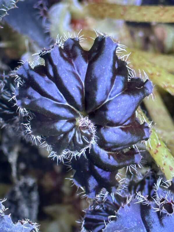 Bégonia rhizomateux hybride à feuillage noir, plante d'intérieur, terrarium, Paris 19e (75)
