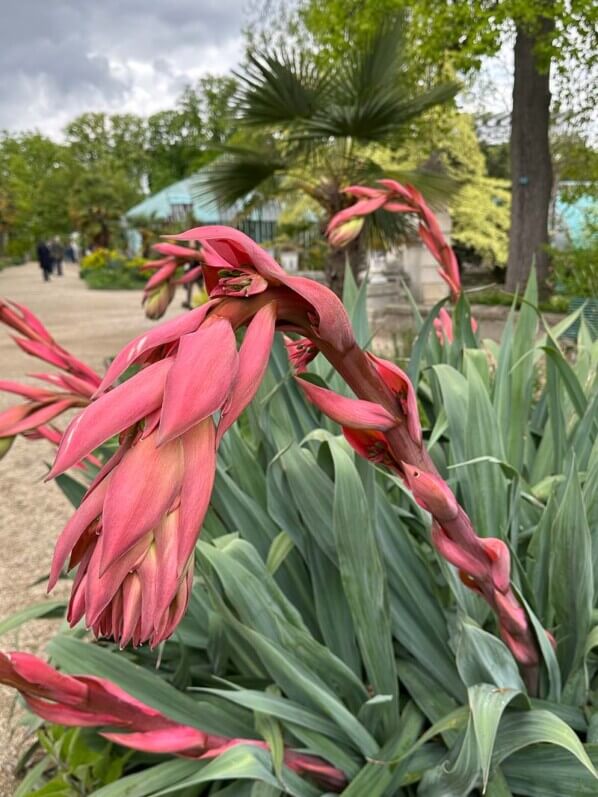 Beschorneria yuccoïdes au printemps dans le Jardin des Serres d'Auteuil, Paris 16e (75)