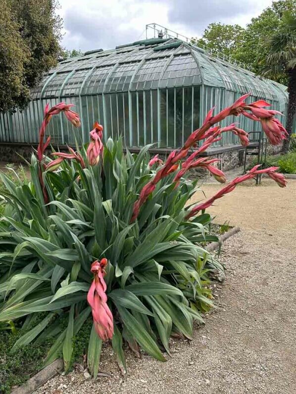 Beschorneria yuccoïdes au printemps dans le Jardin des Serres d'Auteuil, Paris 16e (75)