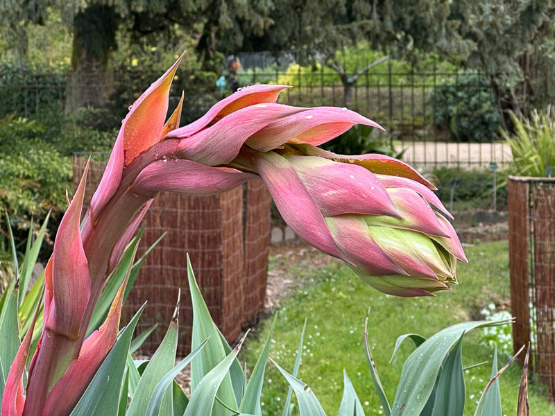 Beschorneria yuccoïdes au printemps dans le Jardin des plantes, Paris 5e (75)