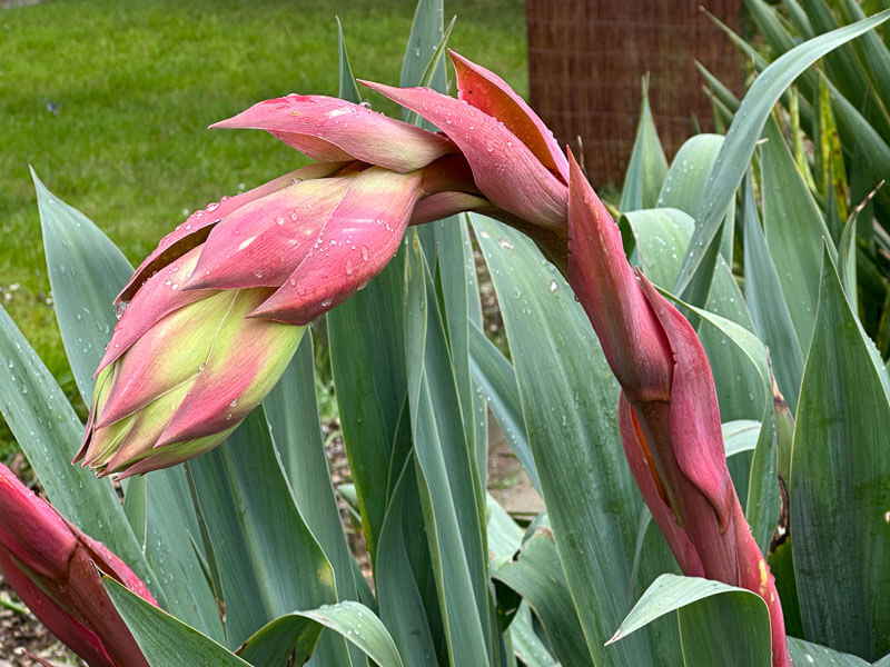 Beschorneria yuccoïdes au printemps dans le Jardin des plantes, Paris 5e (75)