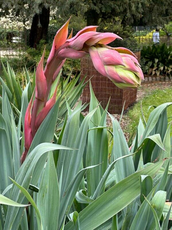 Beschorneria yuccoïdes au printemps dans le Jardin des plantes, Paris 5e (75)