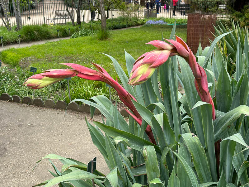 Beschorneria yuccoïdes au printemps dans le Jardin des plantes, Paris 5e (75)