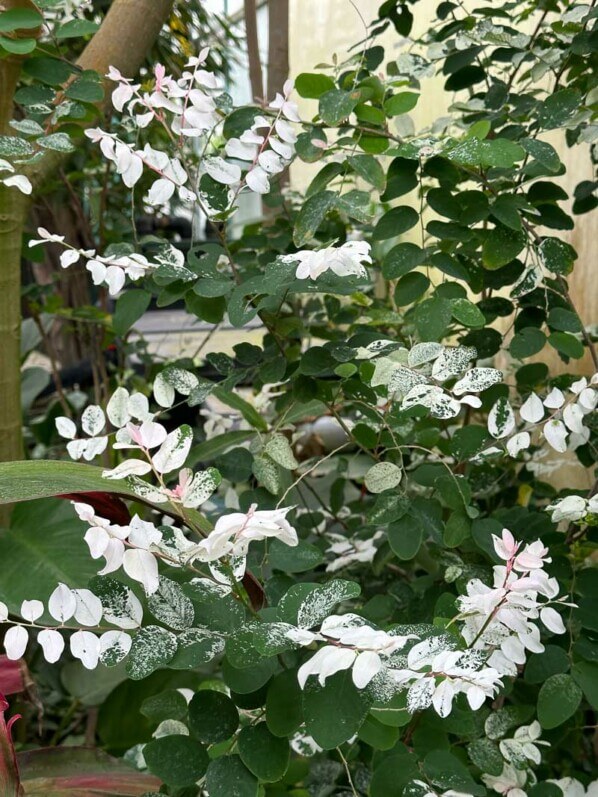 Breynia disticha au printemps dans le Jardin des Serres d'Auteuil, Paris 16e (75)