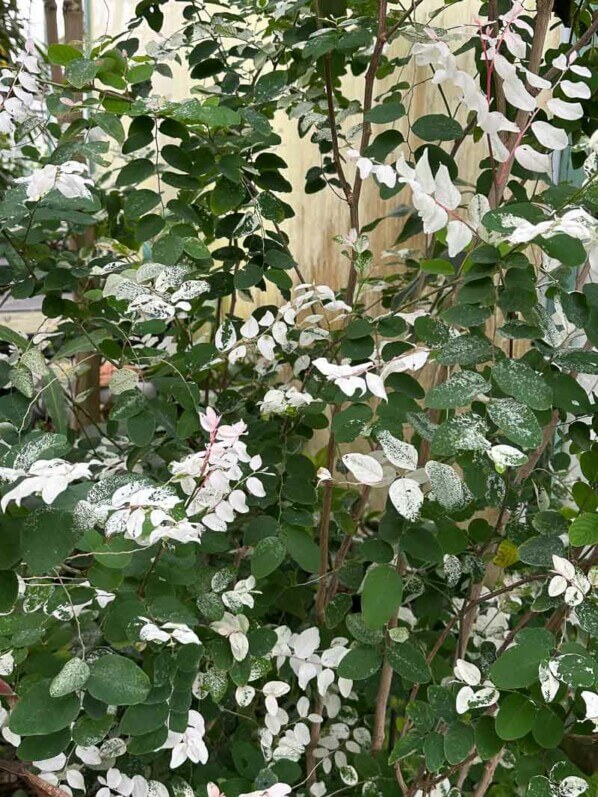 Breynia disticha au printemps dans le Jardin des Serres d'Auteuil, Paris 16e (75)