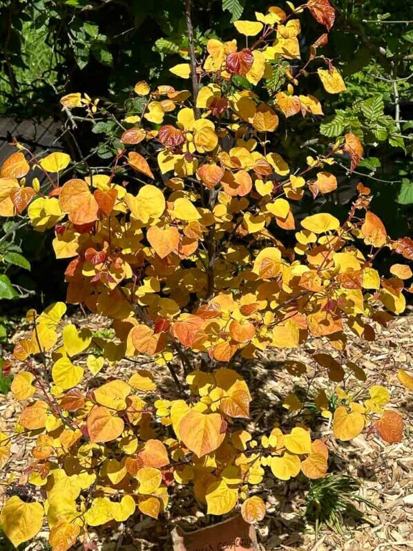 Cercis canadensis 'Eternal Flame', Festival international des jardins, Domaine de Chaumont-sur-Loire, Chaumont-sur-Loire (41)