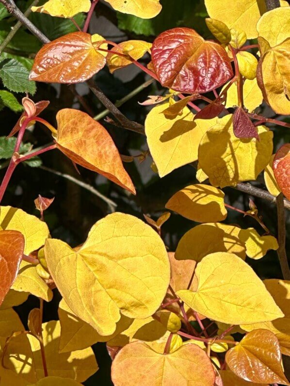 Cercis canadensis 'Eternal Flame', Festival international des jardins, Domaine de Chaumont-sur-Loire, Chaumont-sur-Loire (41)