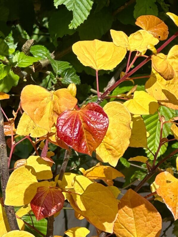 Cercis canadensis 'Eternal Flame', Festival international des jardins, Domaine de Chaumont-sur-Loire, Chaumont-sur-Loire (41)