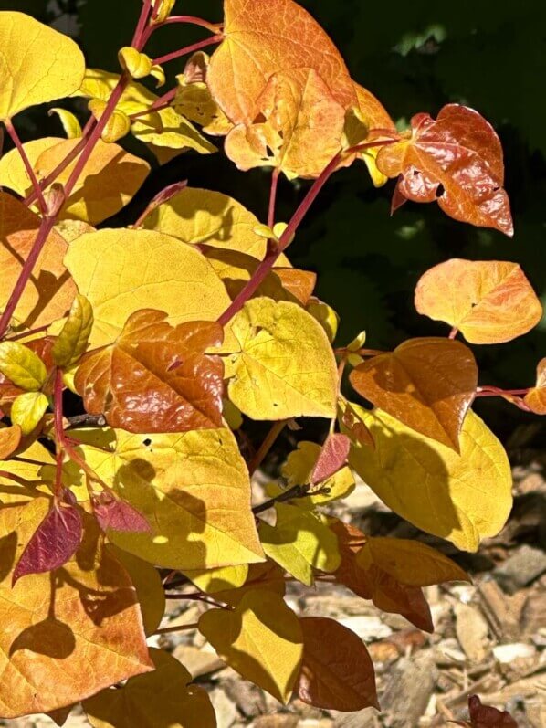 Cercis canadensis 'Eternal Flame', Festival international des jardins, Domaine de Chaumont-sur-Loire, Chaumont-sur-Loire (41)