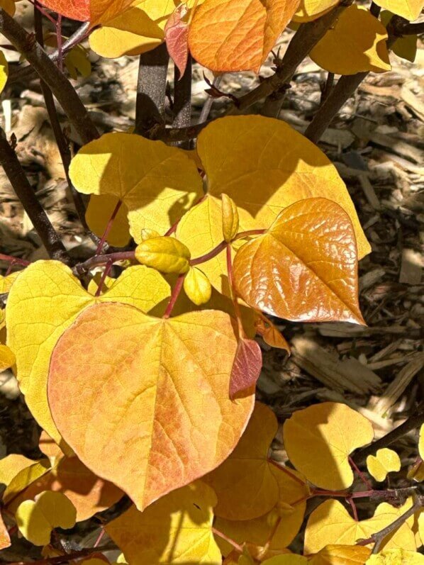 Lire la suite à propos de l’article Le festival de couleurs du gainier du Canada (Cercis canadensis) ‘Eternal Flame’