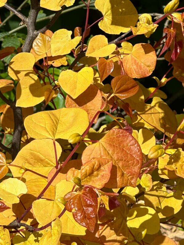 Cercis canadensis 'Eternal Flame', Festival international des jardins, Domaine de Chaumont-sur-Loire, Chaumont-sur-Loire (41)