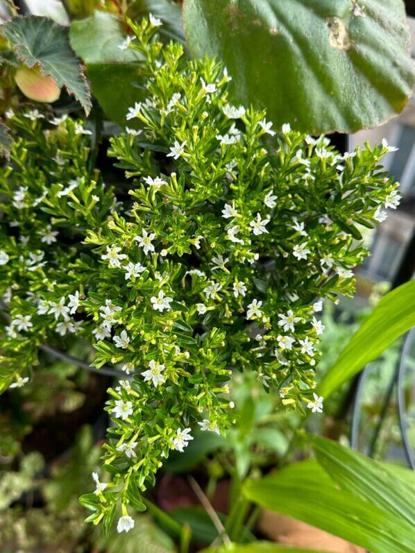 Cuphea hyssopifolia à fleurs blanches, au printemps sur mon balcon parisien, Paris 19e (75)