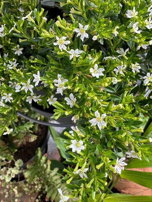 Cuphea hyssopifolia à fleurs blanches, au printemps sur mon balcon parisien, Paris 19e (75)