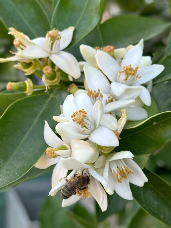 Fleur d'oranger, Jardin du Parfumeur, Domaine de Trianon, Versailles (78), 25 mai 2023, photo Alain Delavie