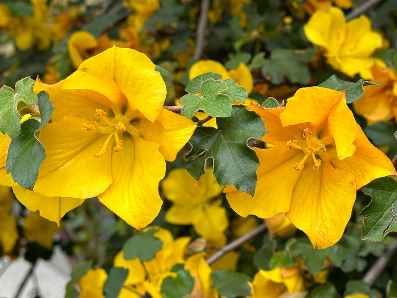 Lire la suite à propos de l’article Fremontodendron californicum, du soleil en arbre !