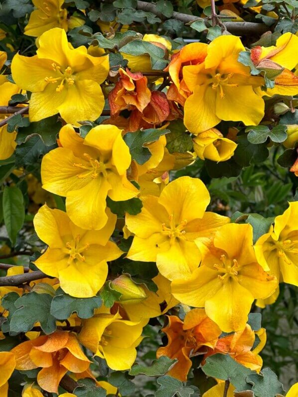 Fremontodendron californicum, École Du Breuil, Paris 12e (75)