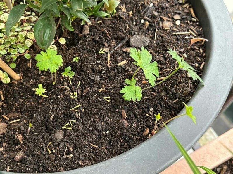 Geranium himalayense 'Baby Blue' au printemps sur mon balcon parisien, Paris 19e (75)