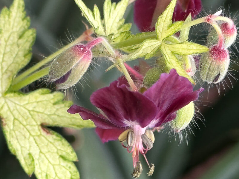 Geranium phaeum 'Springtime' au printemps sur mon balcon parisien, Paris 19e (75)