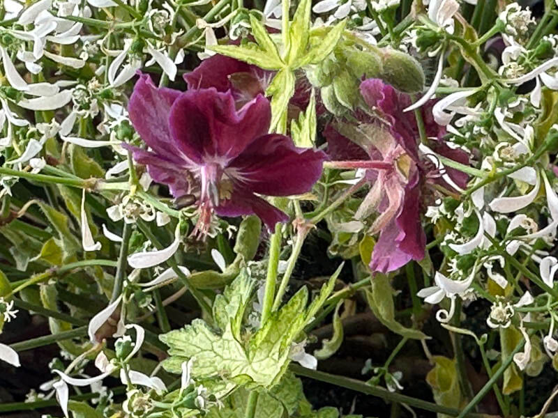 Geranium phaeum 'Springtime' au printemps sur mon balcon parisien, Paris 19e (75)