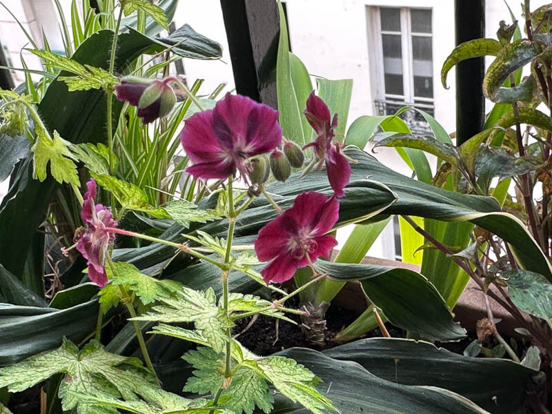 Geranium phaeum 'Springtime' au printemps sur mon balcon parisien, Paris 19e (75)