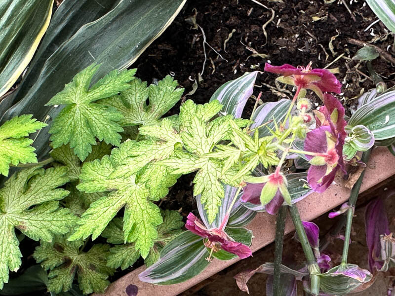 Geranium phaeum 'Springtime' au printemps sur mon balcon parisien, Paris 19e (75)