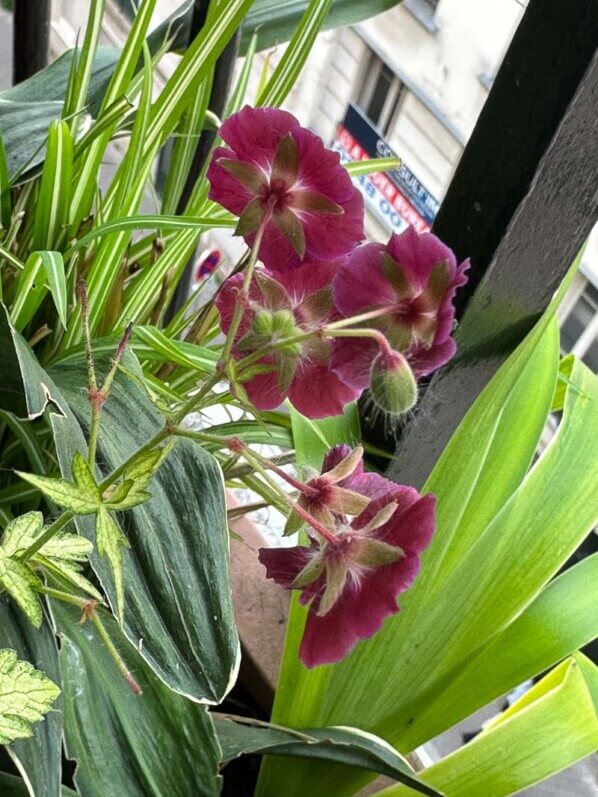 Geranium phaeum 'Springtime' au printemps sur mon balcon parisien, Paris 19e (75)