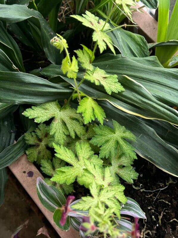 Geranium phaeum 'Springtime' au printemps sur mon balcon parisien, Paris 19e (75)